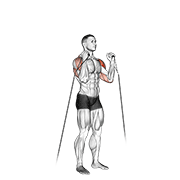 ภาพเคลื่อนไหวสาธิตท่า Cable Alternate Shoulder Press เน้นกล้ามเนื้อไหล่ (เดลทอยด์)