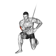 ภาพเคลื่อนไหวสาธิตท่า Cable Concentration Extension (on Knee) เน้นกล้ามเนื้อกล้ามเนื้อหลังแขน (ไทรเซปส์)