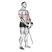 ภาพเคลื่อนไหวสาธิตท่า Cable Hammer Curl (with Rope) เน้นกล้ามเนื้อกล้ามเนื้อหน้าแขน (ไบเซปส์)