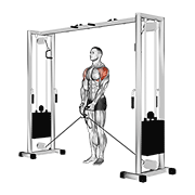 ภาพเคลื่อนไหวสาธิตท่า Cable Lateral Raise เน้นกล้ามเนื้อไหล่ (เดลทอยด์)