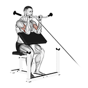 ภาพเคลื่อนไหวสาธิตท่า Cable Reverse Preacher Curl เน้นกล้ามเนื้อกล้ามเนื้อหน้าแขน (ไบเซปส์)