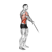 ภาพเคลื่อนไหวสาธิตท่า Cable Standing Lift เน้นกล้ามเนื้อหน้าท้อง