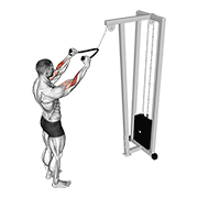 ภาพเคลื่อนไหวสาธิตท่า Cable Standing Pulldown (with Rope) เน้นกล้ามเนื้อกล้ามเนื้อหน้าแขน (ไบเซปส์)
