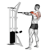 ภาพเคลื่อนไหวสาธิตท่า Cable Standing Rear Delt Row (with Rope) เน้นกล้ามเนื้อไหล่ (เดลทอยด์)