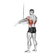 ภาพเคลื่อนไหวสาธิตท่า Cable Straight Arm Pulldown เน้นกล้ามเนื้อปีกหลัง (แลตส์)