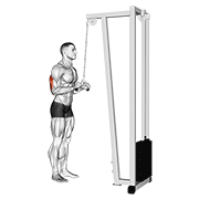 ภาพเคลื่อนไหวสาธิตท่า Cable Triceps Pushdown (v-bar) เน้นกล้ามเนื้อกล้ามเนื้อหลังแขน (ไทรเซปส์)