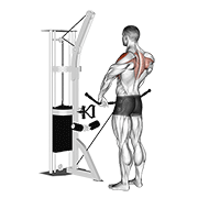 ภาพเคลื่อนไหวสาธิตท่า Cable Upright Row เน้นกล้ามเนื้อไหล่ (เดลทอยด์)