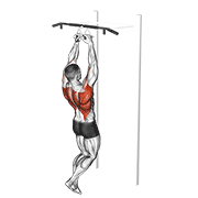 ภาพเคลื่อนไหวสาธิตท่า Chin-ups (narrow Parallel Grip) เน้นกล้ามเนื้อหลังส่วนบน