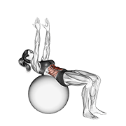 ภาพเคลื่อนไหวสาธิตท่า Crunch (on Stability Ball, Arms Straight) เน้นกล้ามเนื้อหน้าท้อง