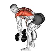 ภาพเคลื่อนไหวสาธิตท่า Dumbbell Bent Over Row เน้นกล้ามเนื้อหลังส่วนบน