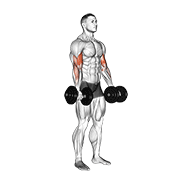 ภาพเคลื่อนไหวสาธิตท่า Dumbbell Biceps Curl เน้นกล้ามเนื้อกล้ามเนื้อหน้าแขน (ไบเซปส์)