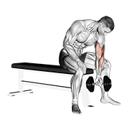 ภาพเคลื่อนไหวสาธิตท่า Dumbbell Concentration Curl เน้นกล้ามเนื้อกล้ามเนื้อหน้าแขน (ไบเซปส์)