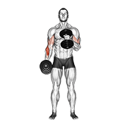 ภาพเคลื่อนไหวสาธิตท่า Dumbbell Cross Body Hammer Curl เน้นกล้ามเนื้อกล้ามเนื้อหน้าแขน (ไบเซปส์)