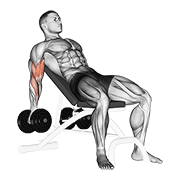 ภาพเคลื่อนไหวสาธิตท่า Dumbbell Incline Biceps Curl เน้นกล้ามเนื้อกล้ามเนื้อหน้าแขน (ไบเซปส์)