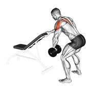 ภาพเคลื่อนไหวสาธิตท่า Dumbbell One Arm Reverse Fly (with Support) เน้นกล้ามเนื้อไหล่ (เดลทอยด์)
