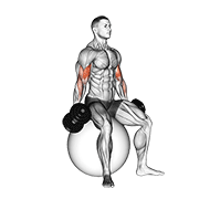 ภาพเคลื่อนไหวสาธิตท่า Dumbbell Seated Biceps Curl (on Stability Ball) เน้นกล้ามเนื้อกล้ามเนื้อหน้าแขน (ไบเซปส์)