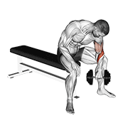 ภาพเคลื่อนไหวสาธิตท่า Dumbbell Seated Revers Grip Concentration Curl เน้นกล้ามเนื้อกล้ามเนื้อหน้าแขน (ไบเซปส์)