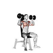 ภาพเคลื่อนไหวสาธิตท่า Dumbbell Seated Shoulder Press เน้นกล้ามเนื้อไหล่ (เดลทอยด์)