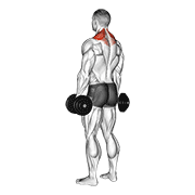ภาพเคลื่อนไหวสาธิตท่า Dumbbell Shrug เน้นกล้ามเนื้อกล้ามเนื้อบ่า (แทรปส์)
