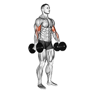 ภาพเคลื่อนไหวสาธิตท่า Dumbbell Standing Biceps Curl เน้นกล้ามเนื้อกล้ามเนื้อหน้าแขน (ไบเซปส์)