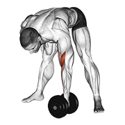 ภาพเคลื่อนไหวสาธิตท่า Dumbbell Standing Concentration Curl เน้นกล้ามเนื้อกล้ามเนื้อหน้าแขน (ไบเซปส์)
