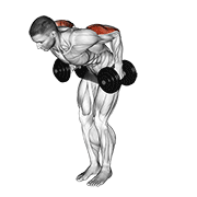 ภาพเคลื่อนไหวสาธิตท่า Dumbbell Standing Kickback เน้นกล้ามเนื้อกล้ามเนื้อหลังแขน (ไทรเซปส์)