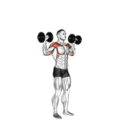 ภาพเคลื่อนไหวสาธิตท่า Dumbbell Standing Overhead Press เน้นกล้ามเนื้อไหล่ (เดลทอยด์)
