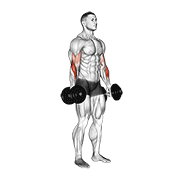 ภาพเคลื่อนไหวสาธิตท่า Dumbbell Standing Reverse Curl เน้นกล้ามเนื้อกล้ามเนื้อหน้าแขน (ไบเซปส์)
