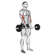 ภาพเคลื่อนไหวสาธิตท่า Ez Barbell Close-grip Curl เน้นกล้ามเนื้อกล้ามเนื้อหน้าแขน (ไบเซปส์)