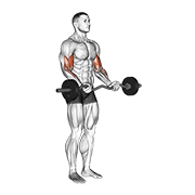 ภาพเคลื่อนไหวสาธิตท่า Ez Barbell Curl เน้นกล้ามเนื้อกล้ามเนื้อหน้าแขน (ไบเซปส์)