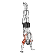 ภาพเคลื่อนไหวสาธิตท่า Handstand Push-up เน้นกล้ามเนื้อกล้ามเนื้อหลังแขน (ไทรเซปส์)