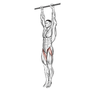 ภาพเคลื่อนไหวสาธิตท่า Hanging Leg Raise เน้นกล้ามเนื้อหน้าท้อง