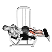 ภาพเคลื่อนไหวสาธิตท่า Lever Lying Leg Curl เน้นกล้ามเนื้อต้นขาด้านหลัง (แฮมสตริง)