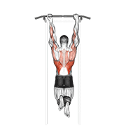 ภาพเคลื่อนไหวสาธิตท่า Mixed Grip Chin-up เน้นกล้ามเนื้อปีกหลัง (แลตส์)