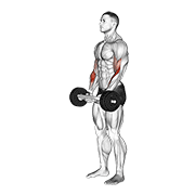 ภาพเคลื่อนไหวสาธิตท่า Olympic Barbell Hammer Curl เน้นกล้ามเนื้อกล้ามเนื้อหน้าแขน (ไบเซปส์)
