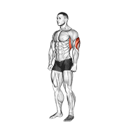 ภาพเคลื่อนไหวสาธิตท่า Overhead Triceps Stretch เน้นกล้ามเนื้อกล้ามเนื้อหลังแขน (ไทรเซปส์)