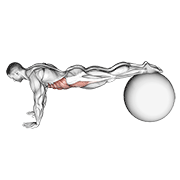 ภาพเคลื่อนไหวสาธิตท่า Pull-in (on Stability Ball) เน้นกล้ามเนื้อหน้าท้อง