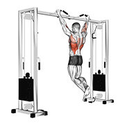 ภาพเคลื่อนไหวสาธิตท่า Pull Up (neutral Grip) เน้นกล้ามเนื้อปีกหลัง (แลตส์)