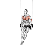 ภาพเคลื่อนไหวสาธิตท่า Ring Dips เน้นกล้ามเนื้อกล้ามเนื้อหลังแขน (ไทรเซปส์)