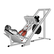 ภาพเคลื่อนไหวสาธิตท่า Sled 45в° Leg Press เน้นกล้ามเนื้อกล้ามเนื้อก้น