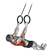 ภาพเคลื่อนไหวสาธิตท่า Suspended Row เน้นกล้ามเนื้อหลังส่วนบน