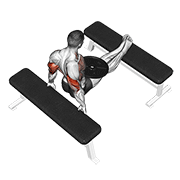 ภาพเคลื่อนไหวสาธิตท่า Weighted Bench Dip เน้นกล้ามเนื้อกล้ามเนื้อหลังแขน (ไทรเซปส์)
