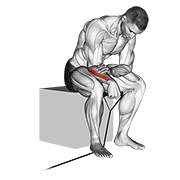 ภาพเคลื่อนไหวสาธิตท่า Band Reverse Wrist Curl เน้นกล้ามเนื้อแขนท่อนล่าง