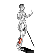 ภาพเคลื่อนไหวสาธิตท่า Band Single Leg Calf Raise เน้นกล้ามเนื้อน่อง