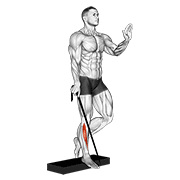 ภาพเคลื่อนไหวสาธิตท่า Band Single Leg Reverse Calf Raise เน้นกล้ามเนื้อน่อง