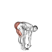 ภาพเคลื่อนไหวสาธิตท่า Band Straight Leg Deadlift เน้นกล้ามเนื้อกล้ามเนื้อแนวกระดูกสันหลัง