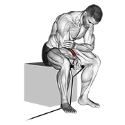 ภาพเคลื่อนไหวสาธิตท่า Band Wrist Curl เน้นกล้ามเนื้อแขนท่อนล่าง