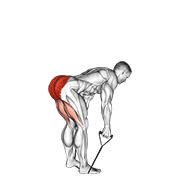 ภาพเคลื่อนไหวสาธิตท่า Band Straight Back Stiff Leg Deadlift เน้นกล้ามเนื้อกล้ามเนื้อก้น