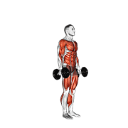 ภาพเคลื่อนไหวสาธิตท่า Dumbbell Burpee เน้นกล้ามเนื้อระบบหัวใจและหลอดเลือด