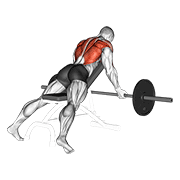 ภาพเคลื่อนไหวสาธิตท่า Barbell Reverse Grip Incline Bench Row เน้นกล้ามเนื้อหลังส่วนบน